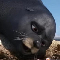 Хлюп озвучивал фильм В поисках Дори